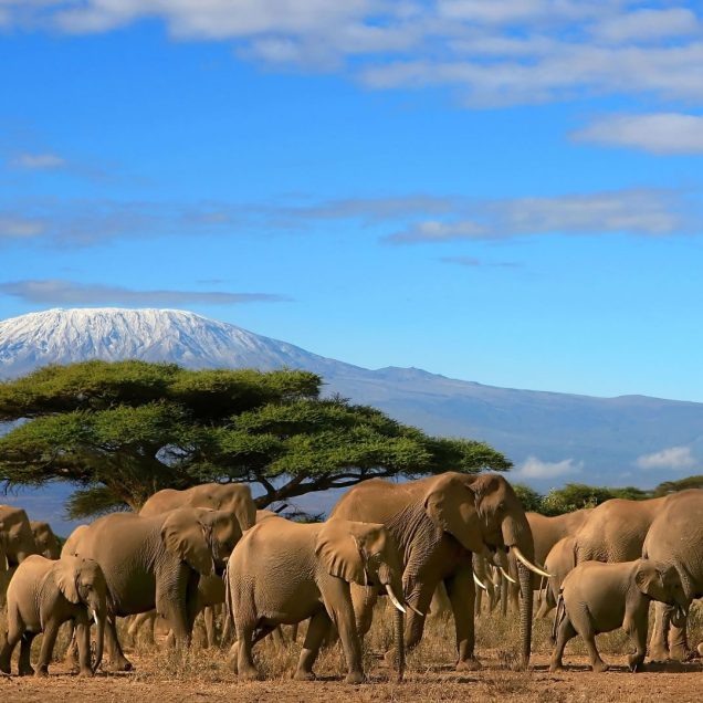 Amboseli National Park