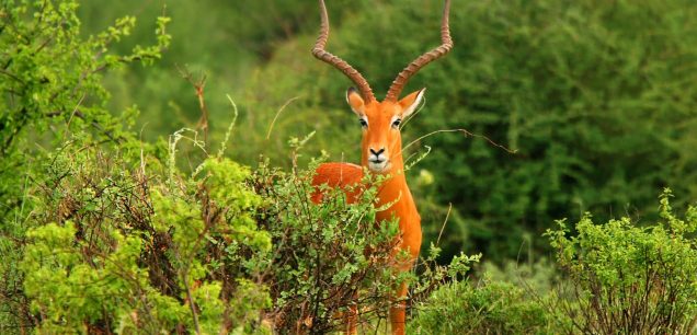 Arabuko Sokoke National Park