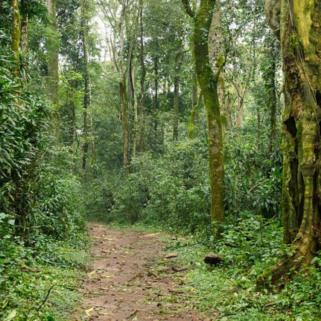 Kakamega Forest National Park