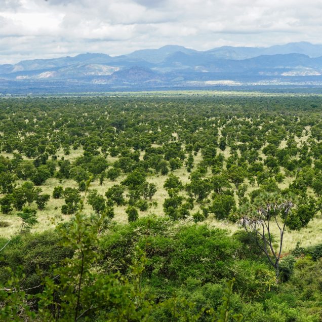 Meru National Park